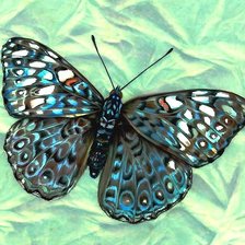 Схема вышивки «Бабочка "серый крекер"»