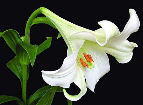 Белая лилия - лилия, цветы - оригинал