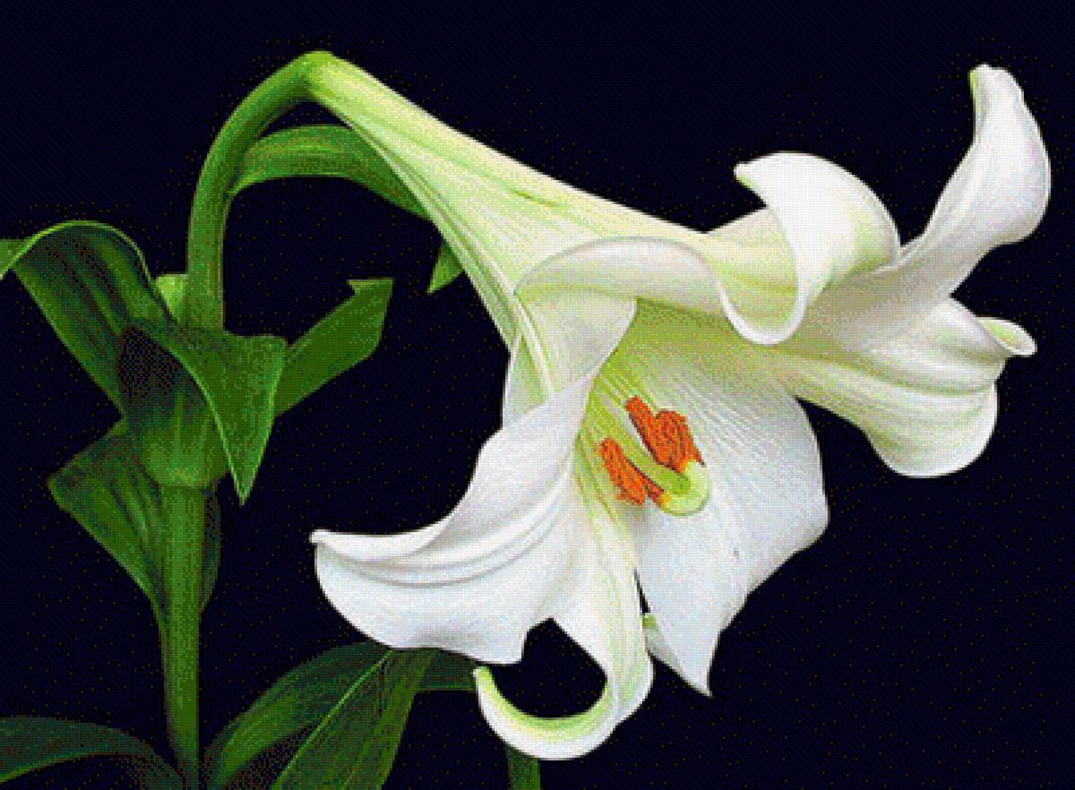 Белая лилия - цветы, лилия - предпросмотр