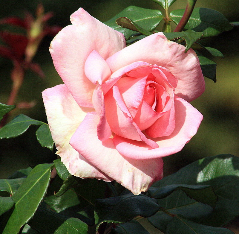 Розовая роза - цветы, роза - оригинал