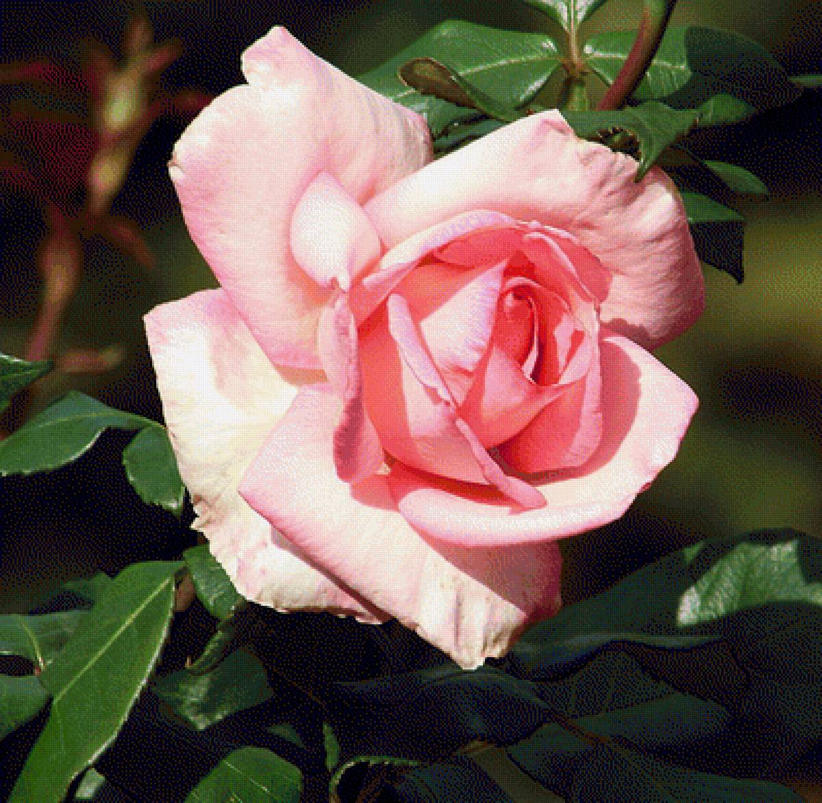Розовая роза - цветы, роза - предпросмотр