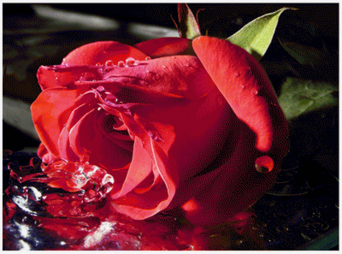 Роза красная - роза, цветы - предпросмотр