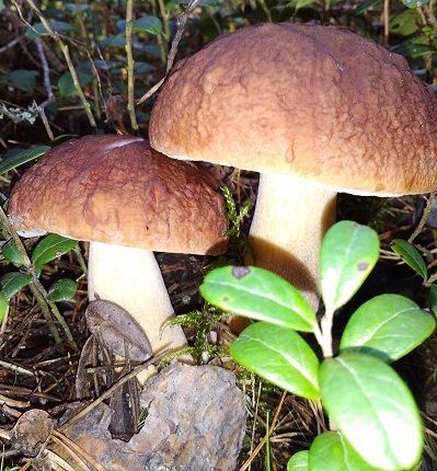 Боровички - грибы, боровик - оригинал