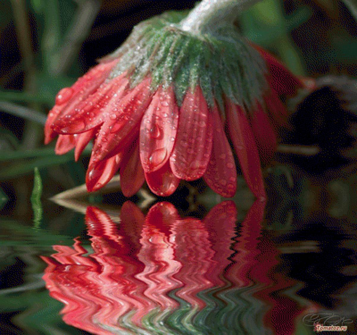 Отражение - цветы, гербера - предпросмотр