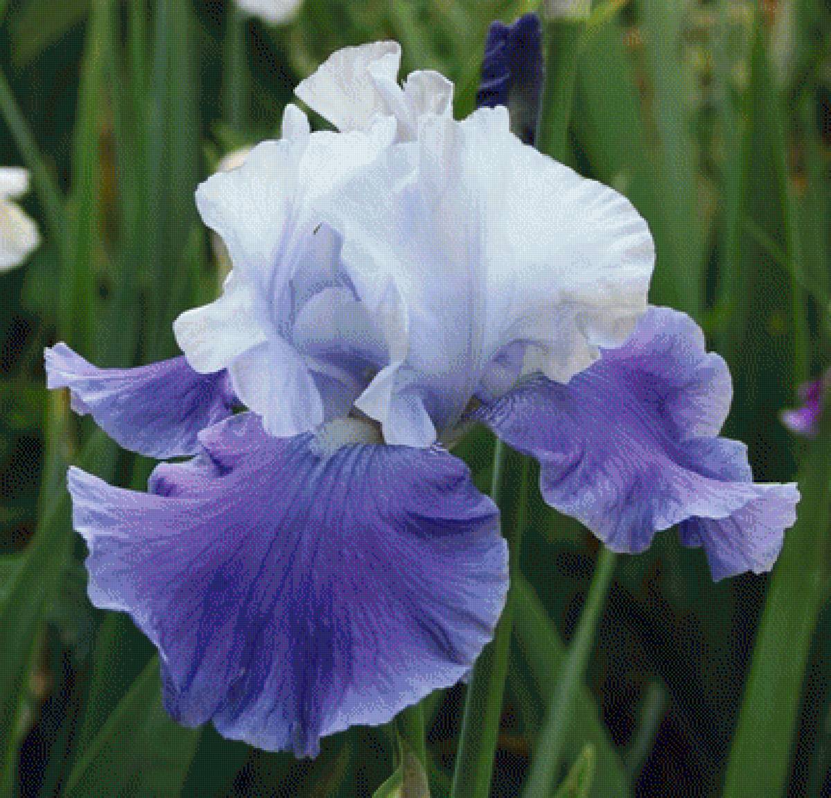 Ирис - ирис, цветы - предпросмотр