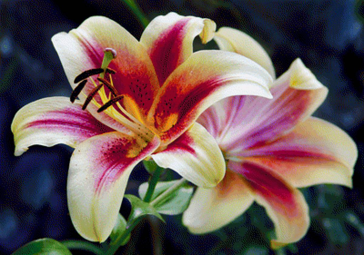 Лилия - цветы, лилия - предпросмотр