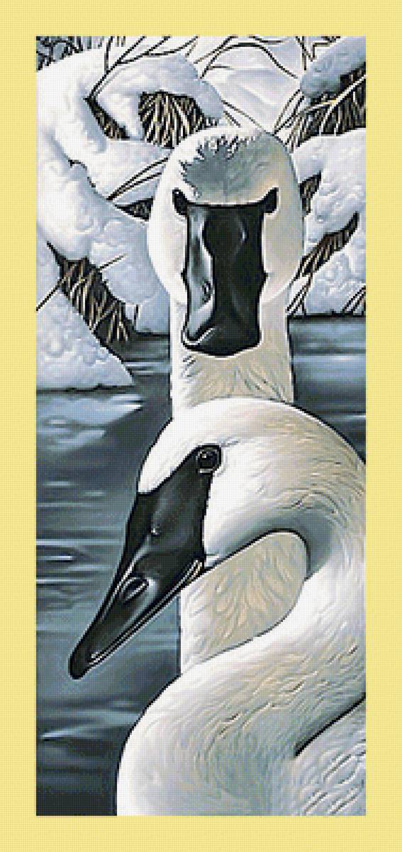 Серия "Птицы". Лебеди, пара - лебеди, птицы, фауна - предпросмотр