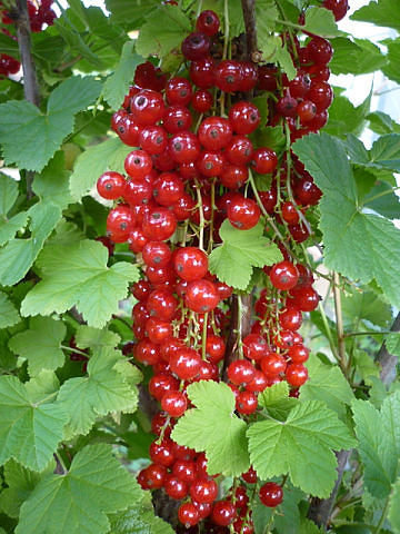 Красная смородина - смородина, ягоды - оригинал