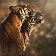 Схема вышивки «Тигры»