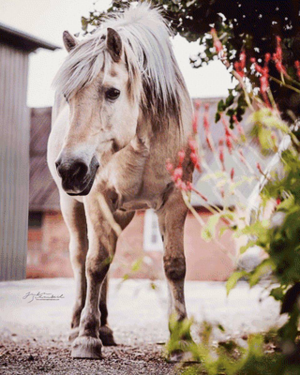 Любопытная лошадь - животные, лошади - предпросмотр