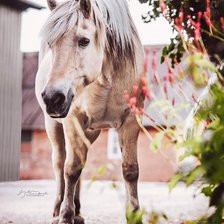 Любопытная лошадь