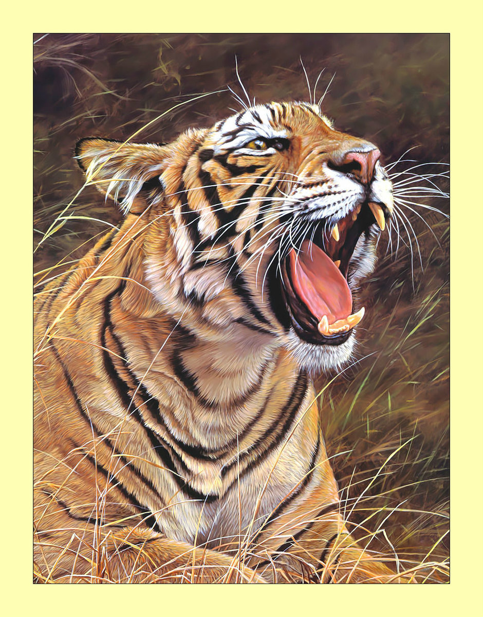 Тигр. - тигр, хищник, животные, взгляд - оригинал