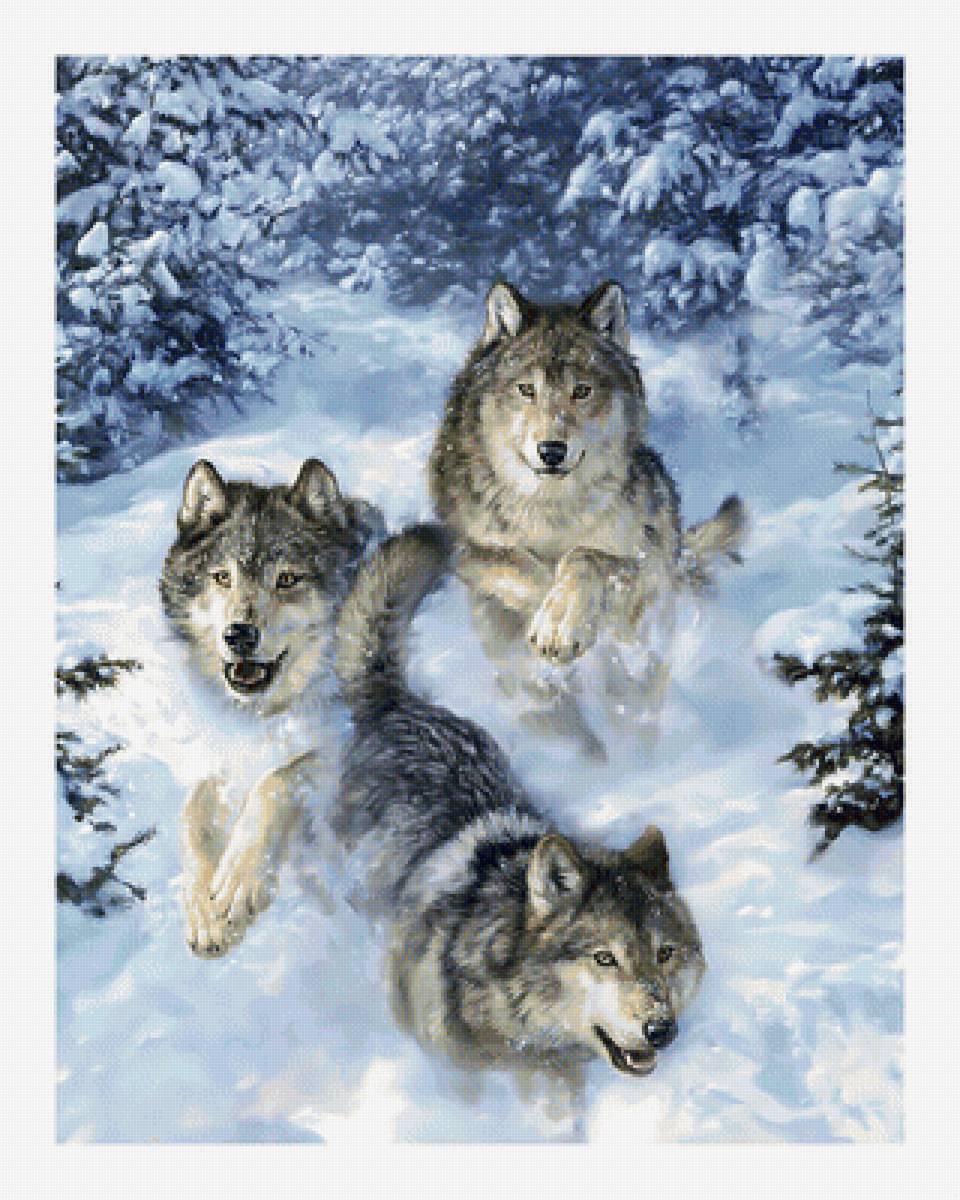Волки. - стая, волки, живопись, хищники, зима, лес, снег - предпросмотр