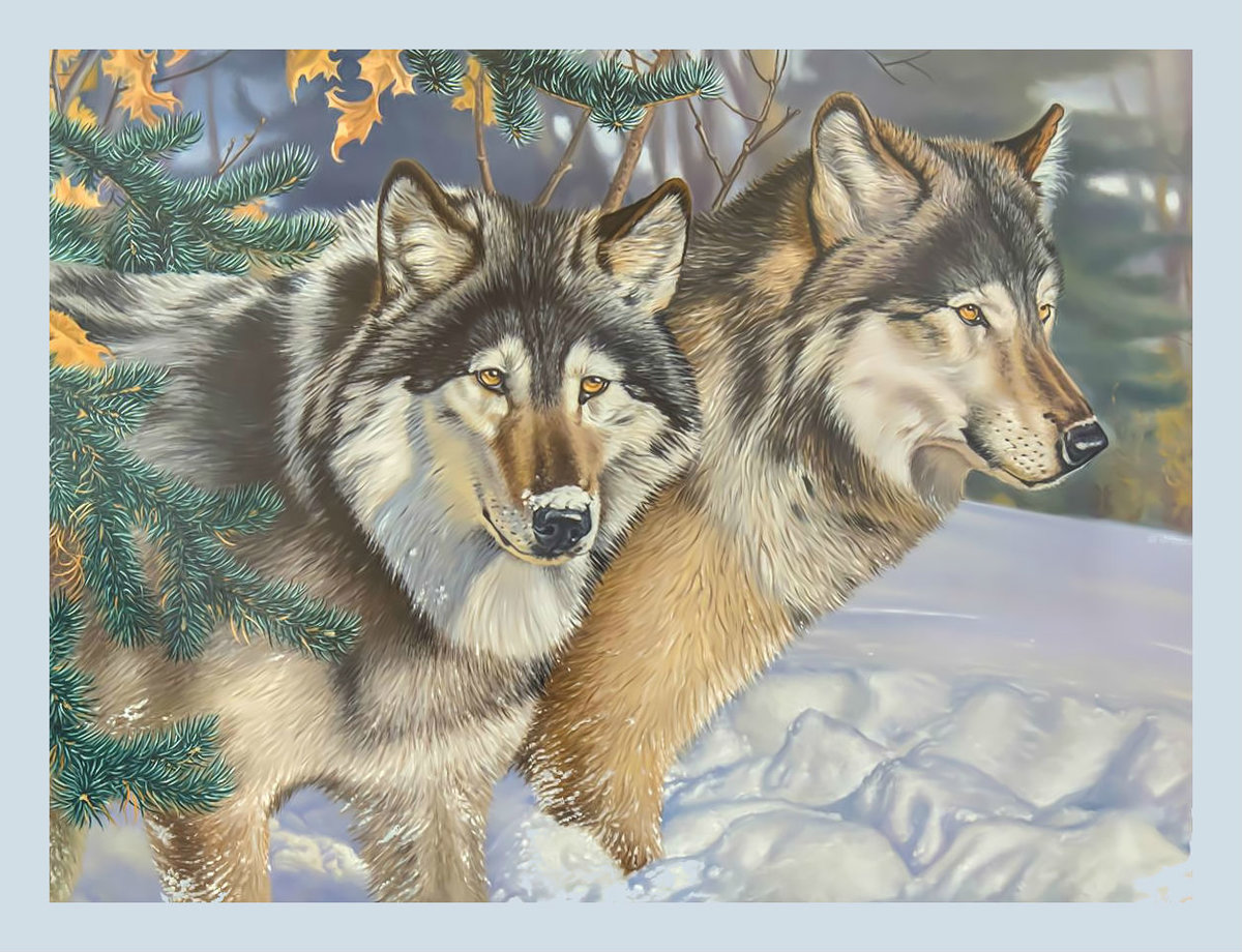 Волки в зимнем лесу. - хищники, зима, пара, волки, снег, лес - оригинал