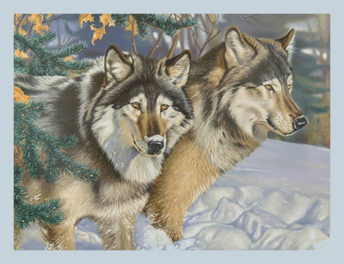 Волки в зимнем лесу. - волки, лес, пара, зима, хищники, снег - предпросмотр