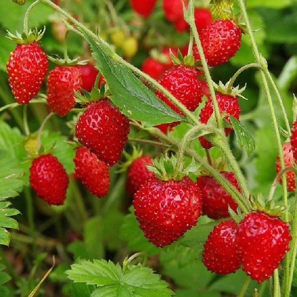 Лесная земляника - земляника, ягоды - оригинал