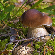 Схема вышивки «Красавец»