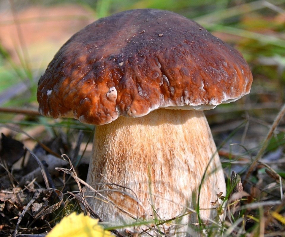 Белый гриб - боровик, грибы - оригинал
