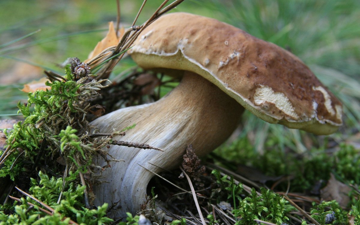 Белый гриб - грибы, боровик - оригинал