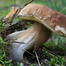 Схема вышивки «Белый гриб»