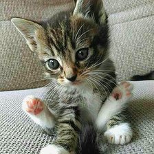 Схема вышивки «Пушистик»