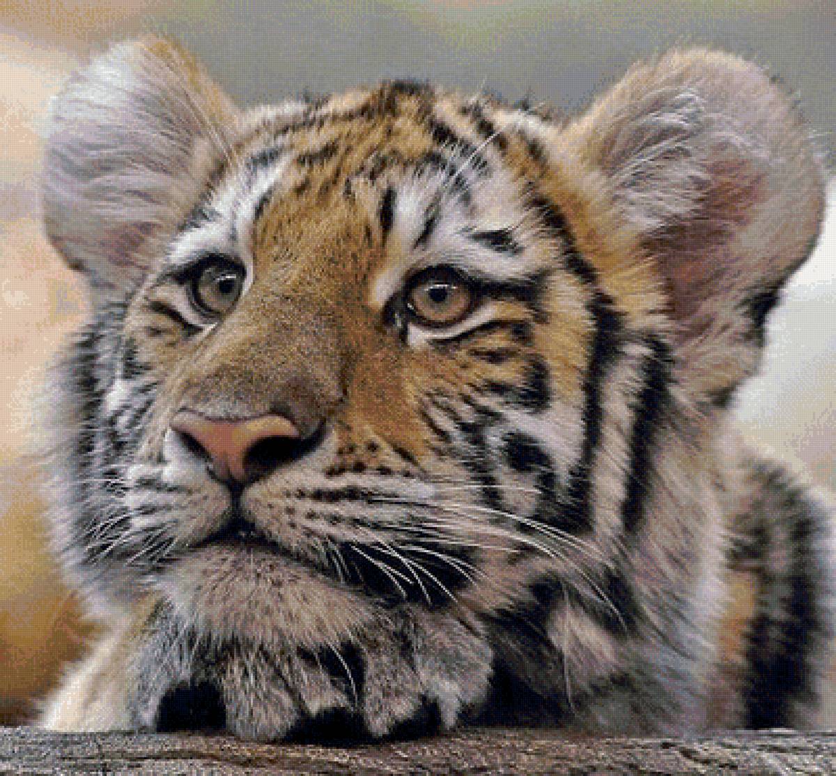 дикие - предпросмотр