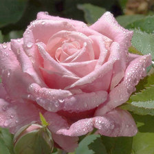 Схема вышивки «Троянда»