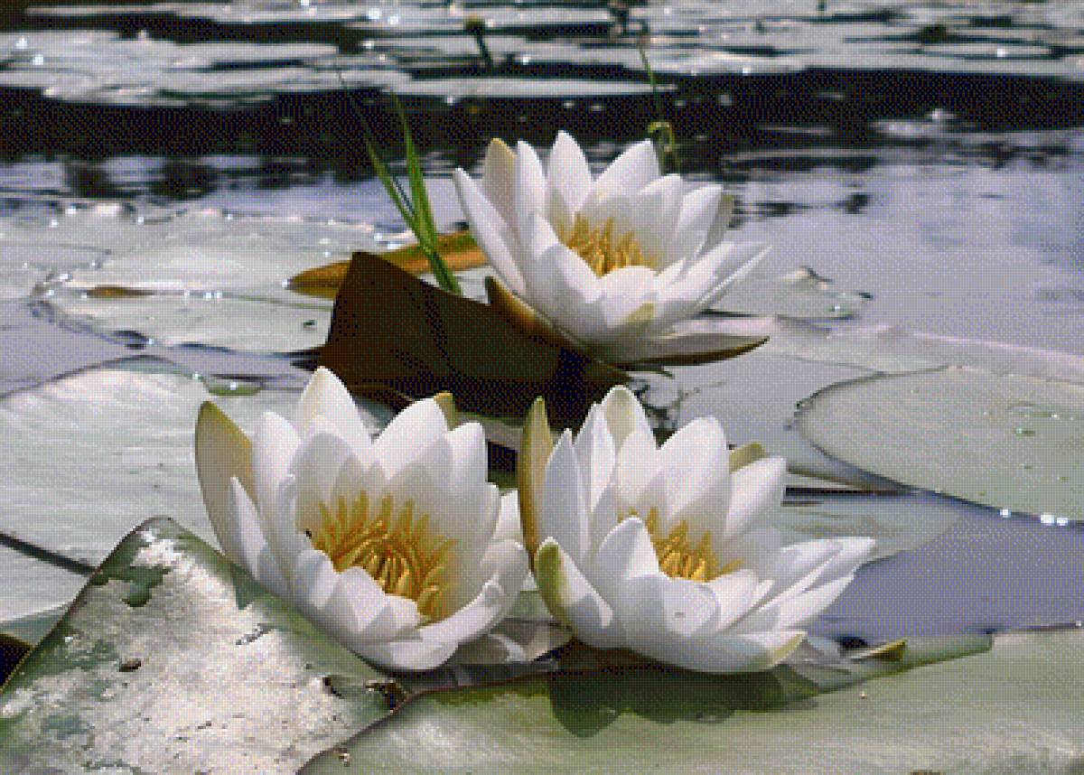 Трио - цветы, кувшинка - предпросмотр