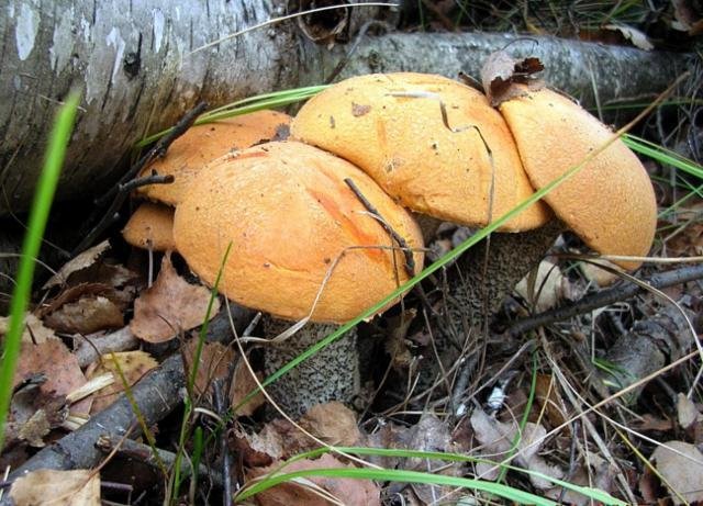 Подарок осени - грибы, подосиновик - оригинал