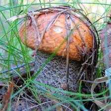 Схема вышивки «Подосиновичек»