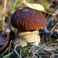 Схема вышивки «Мечта грибника»