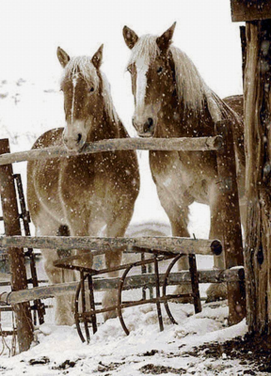 лошади - предпросмотр