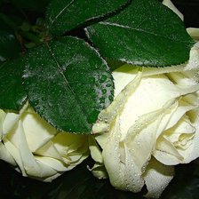 Оригинал схемы вышивки «Белые розы» (№2008384)