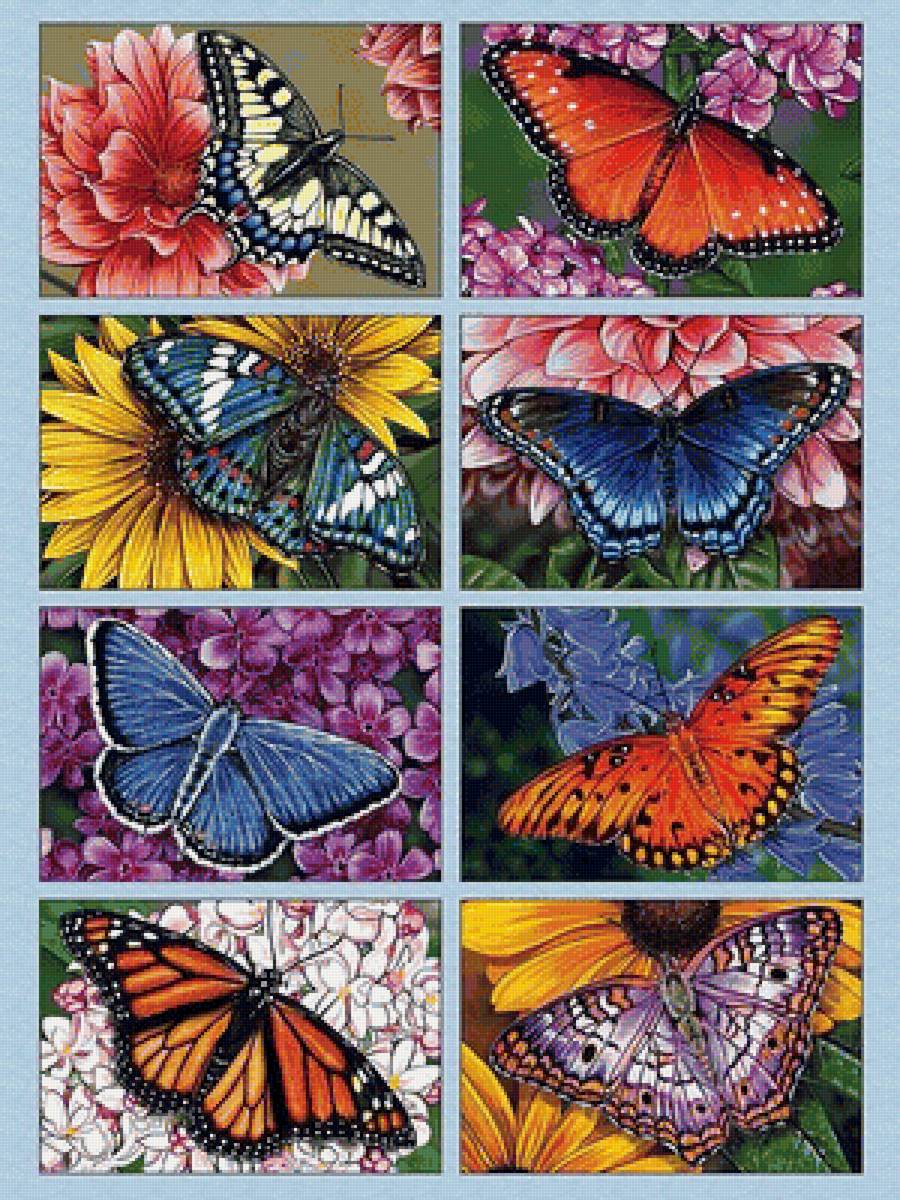 Бабочки на цветах - бабочки, цветы - предпросмотр