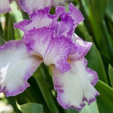 Схема вышивки «Ирис»