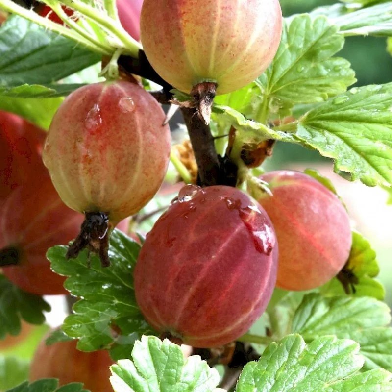 Крыжовник - крыжовник, ягоды - оригинал