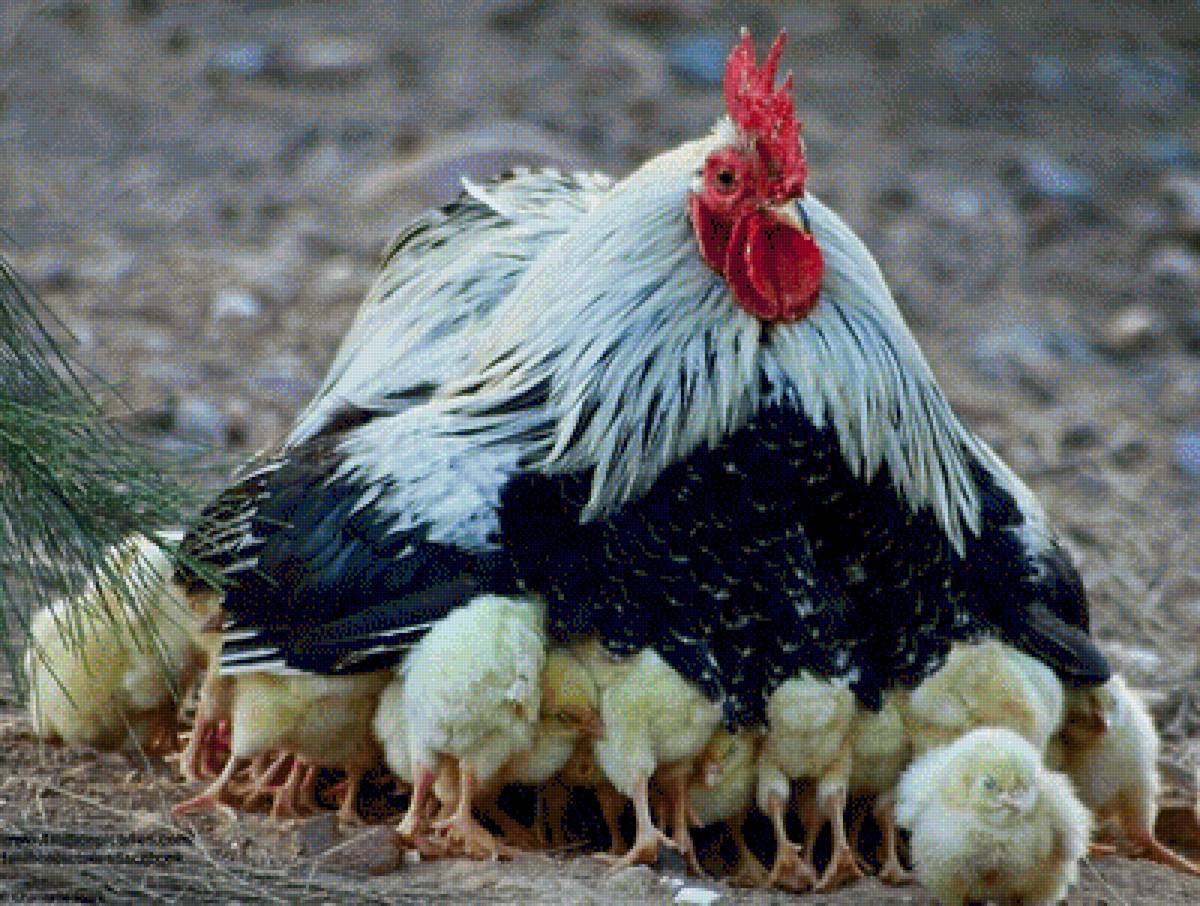 Вместо мамы - петух, цыплята - предпросмотр