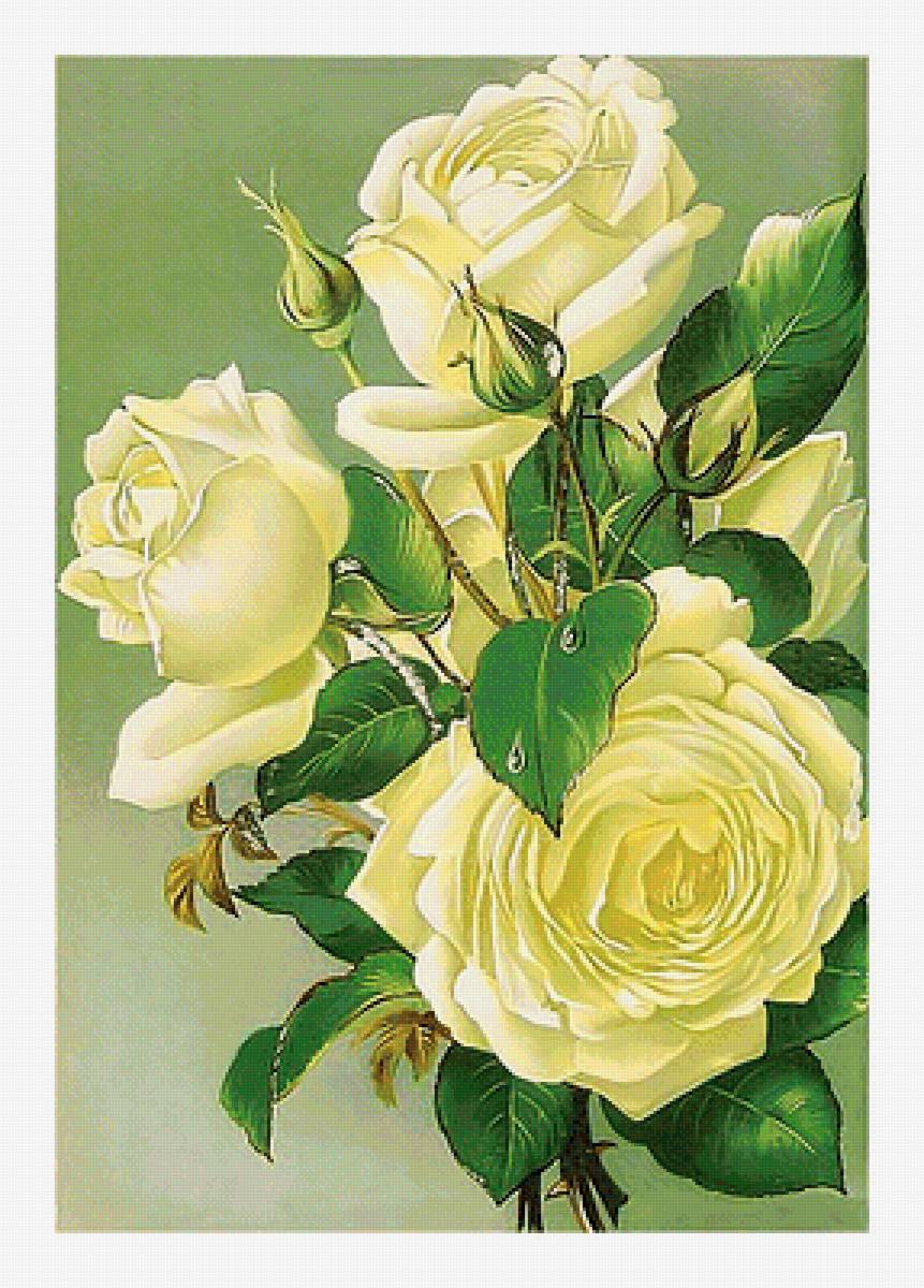 Серия "Розы". - цветы, розы, флора - предпросмотр