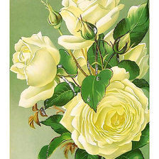 Оригинал схемы вышивки «Серия "Розы".» (№2008869)