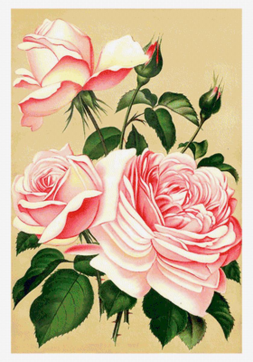 Серия "Розы". - флора, розы, цветы - предпросмотр