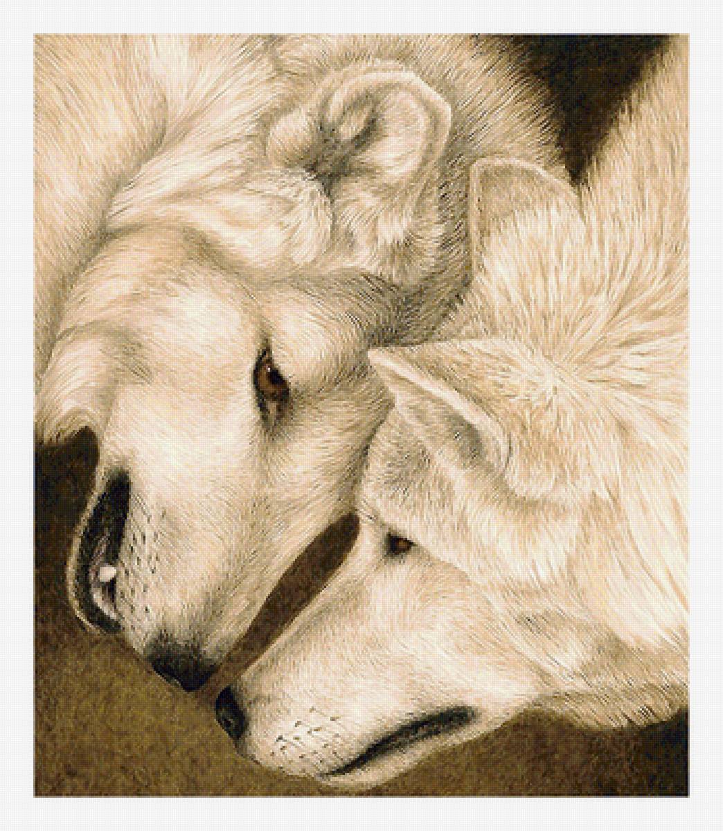 Серия "Хищники". Волки, пара - волки, животные, хищники - предпросмотр