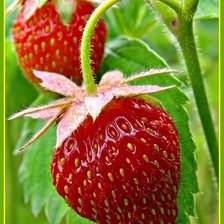 Схема вышивки «Клубничка»