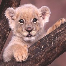 Схема вышивки «Львёнок»