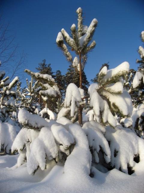 Принакрылась снегом - снег, природа, лес, сосна, зима - оригинал