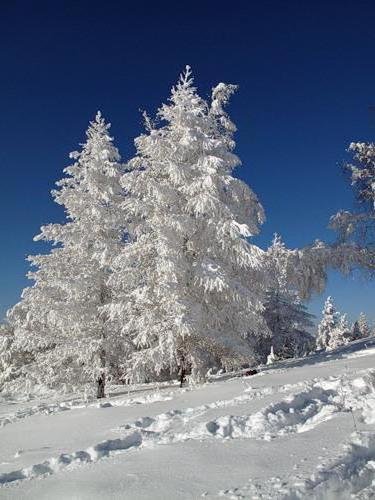 Снежная сказка - зима, природа, лес, снег - оригинал