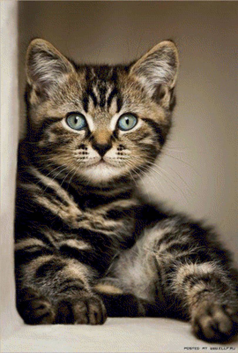 Поиграй со мной - котенок, животные, кошки - предпросмотр