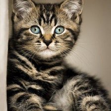 Схема вышивки «Поиграй со мной»