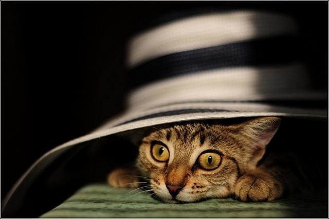Живая шляпа - кошки, животные - оригинал