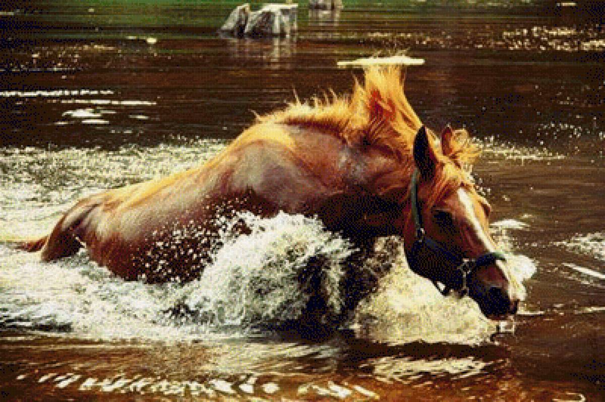 Огонь и вода - лошади, конь, животные - предпросмотр