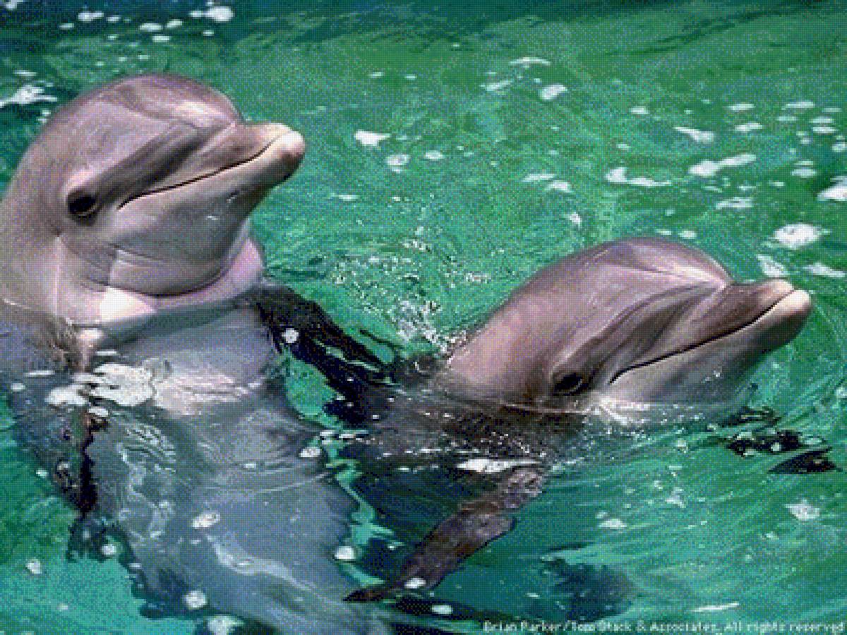 Дельфины живут лет. Дельфины фото. Дельфины обитающие в России. Дельфины обитают. Обитание дельфинов.